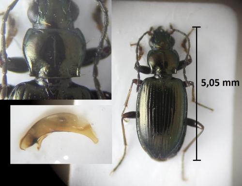 Bembidion geniculatum geniculatum